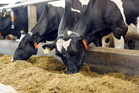 农业农业畜牧业奶牛场的牛舍吃干草的牛群奶牛场的牛棚里吃干草的牛群图片