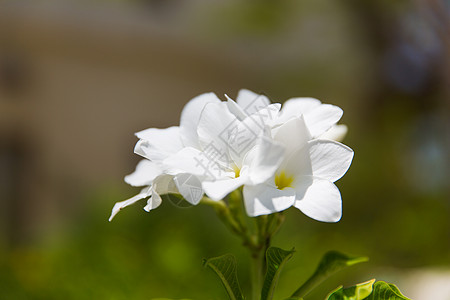 园艺,自然,植物学植物美丽的李子弗兰吉帕尼异国花卉户外李子弗兰吉帕尼异国情调的花户外图片