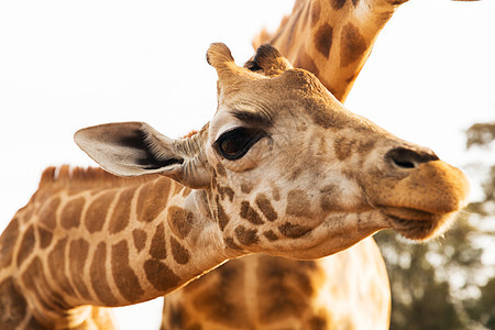 动物自然野生动物非洲长颈鹿的特写图片