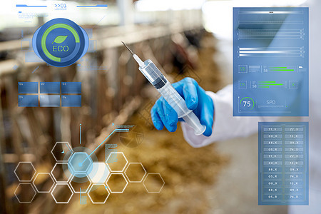 农业,医学人的兽医医生手与疫苗注射器奶牛场的牛舍兽医用手农场的注射器里注射疫苗图片