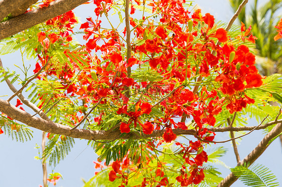 园艺,自然,植物学植物美丽的异国红花的德洛尼克斯雷贾火焰树户外室外的德洛尼克斯雷吉亚火焰树的花图片