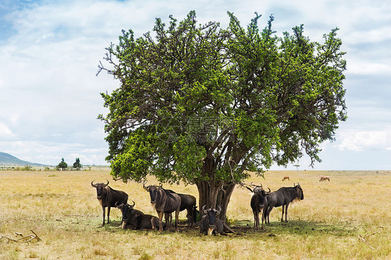 非洲大草原放牧的野角马图片