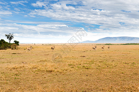 非洲大草原上放牧的依兰羚羊图片