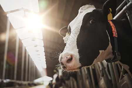 农业农业畜牧业奶牛场牛舍中的牛群奶牛场牛棚里的群奶牛图片