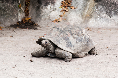 动物动物自然塞舌尔群岛户外的巨型乌龟塞舌尔群岛户外的巨型乌龟图片