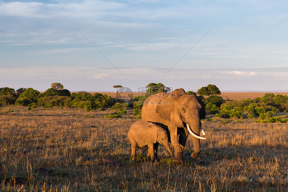 动物,自然野生动物的大象与婴儿小牛行走马赛马拉储备草原非洲非洲热带草原上带着婴儿小牛的大象图片