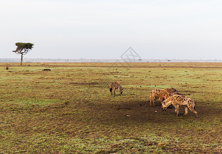 动物自然野生动物非洲马赛马拉保护区草原土狼族非洲大草原鬣狗家族图片