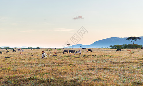 动物自然野生动物非洲马赛马拉保护区草原上的群同的食草动物非洲热带草原上的群食草动物图片