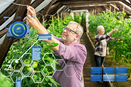 机农业,农业人的高级男子妇女农场的温室里种番茄幼苗农场温室工作的老夫妇图片