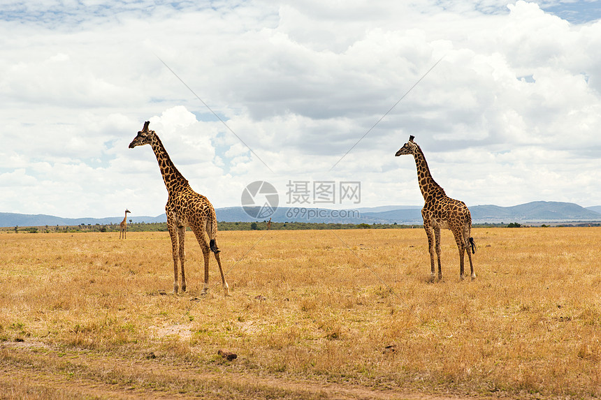 动物自然野生动物非洲马赛马拉保护区草原上的长颈鹿群非洲萨凡纳的群长颈鹿图片