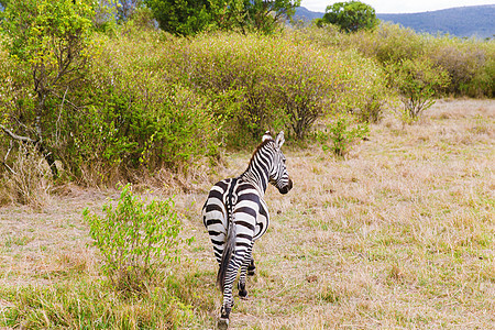 动物,自然野生动物斑马放牧马赛马拉保护区热带草原非洲斑马非洲的萨凡纳吃草图片