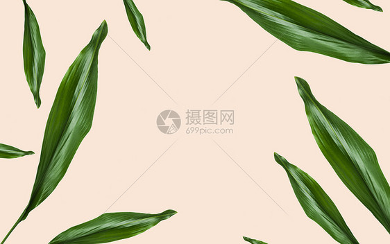 自然,机植物学绿色叶子与空白的米色背景米色背景上空白的绿叶图片