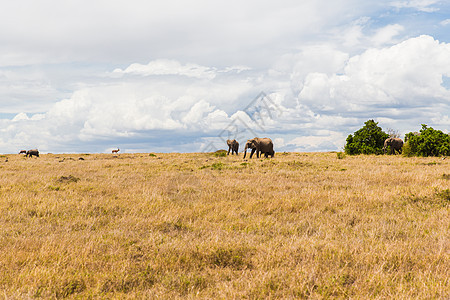 自然野生动物大象其他动物马赛马拉保护区热带草原非洲非洲草原上的大象其他动物图片