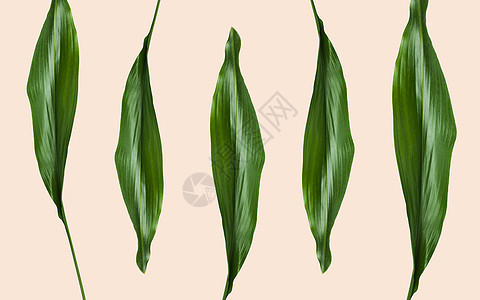 自然,机植物学米色背景上的绿叶米色背景上的绿叶图片