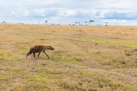 动物,自然野生动物鬣狗狩猎马赛马拉储备草原非洲鬣狗非洲大草原狩猎图片