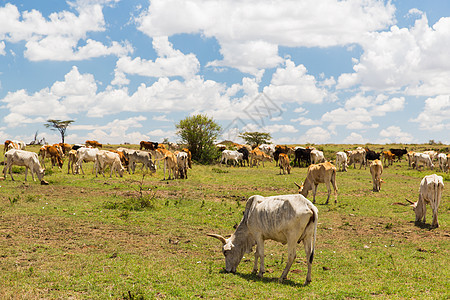 非洲草原上放牧的奶牛图片