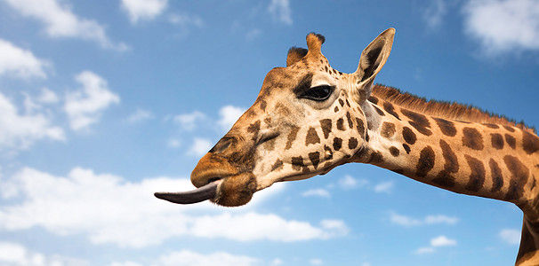 长颈鹿头动物,自然野生动物的长颈鹿舌头长颈鹿展示舌头背景