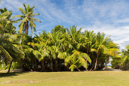 自然夏季热带岛屿上的棕榈树热带岛屿上的棕榈树图片