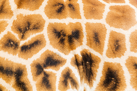 动物自然野生动物长颈鹿皮肤模式的特写长颈鹿皮肤图案图片