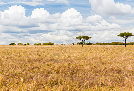 自然野生动物大象马赛马拉保护区热带草原非洲非洲热带草原上的大象图片
