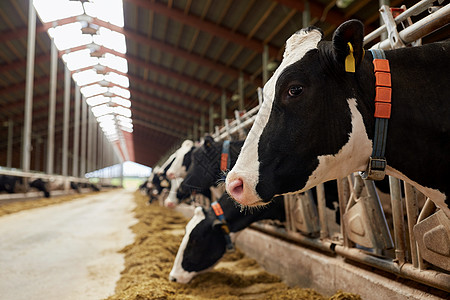 农业畜牧业奶牛场的牛舍吃干草的牛群奶牛场的牛棚里吃干草的牛群背景