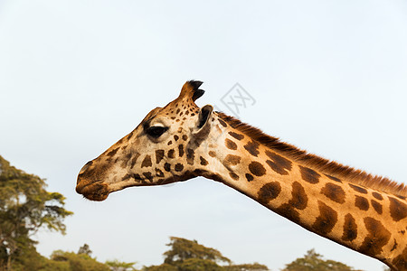 动物,自然野生动物的长颈鹿非洲非洲的长颈鹿图片