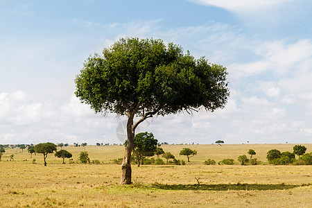 自然景观野生动物非洲马赛马拉保护区草原的相思树非洲大草原的相思树图片
