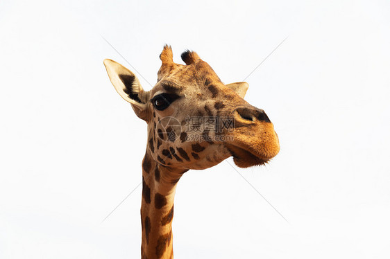 动物,自然野生动物的长颈鹿的头闭上长颈鹿的头图片