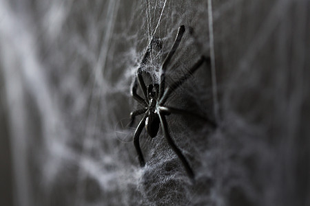 万节,装饰可怕的黑色玩具蜘蛛人造蜘蛛网万节装饰黑色玩具蜘蛛蛛网上图片