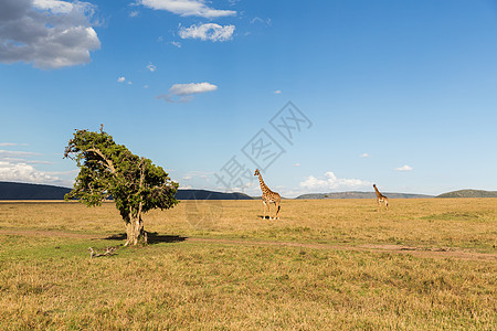 动物自然野生动物非洲马赛马拉保护区草原上的长颈鹿群非洲大草原的长颈鹿图片