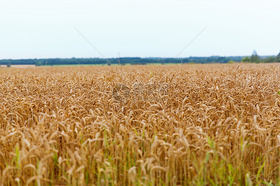 自然,收获农业谷物田与小穗的成熟黑麦小麦成熟黑麦小麦小穗的谷物田图片