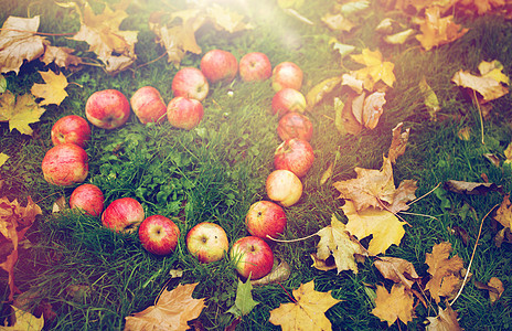 季节,自然,爱,情人节环境的苹果的心形秋天的叶子草地上心形的苹果草地上的秋叶图片