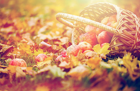 农业,园艺,收获人们的柳条篮子成熟的红色苹果秋天的花园秋天花园里成熟的红苹果柳条篮子图片