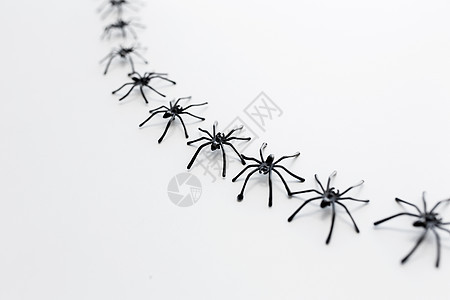 万节装饰黑色玩具蜘蛛链白色背景黑色玩具蜘蛛链白色背景上图片