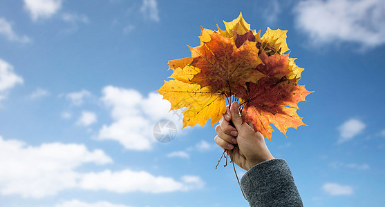 季节,自然人的近距离的女人手握秋天的枫叶蓝天的背景上用秋天的枫叶紧紧地握住女人的手图片