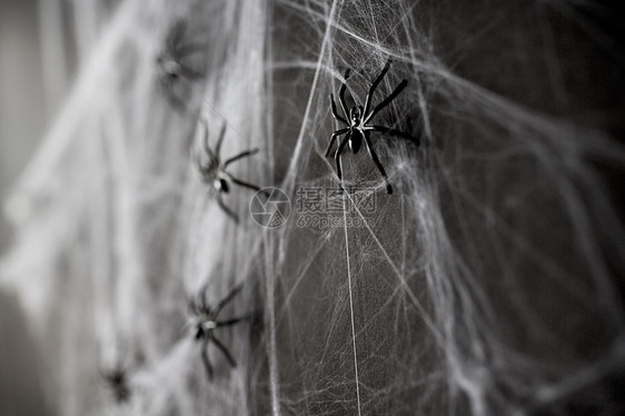 万节,装饰人工蛛网上的黑色玩具蜘蛛万节装饰黑色玩具蜘蛛网上图片