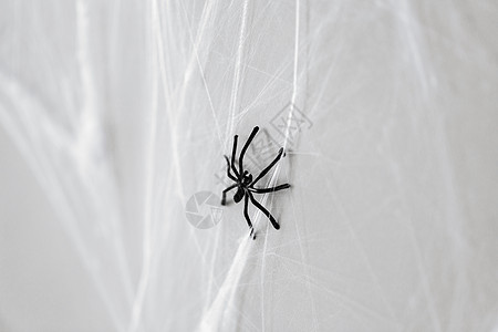 万节装饰人工蛛网上的黑色玩具蜘蛛万节装饰黑色玩具蜘蛛蛛网上图片
