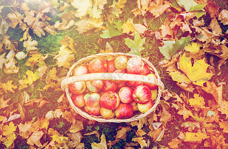 农业,园艺,收获人们的柳条篮子成熟的红色苹果秋天的花园秋天花园里成熟的红苹果柳条篮子图片