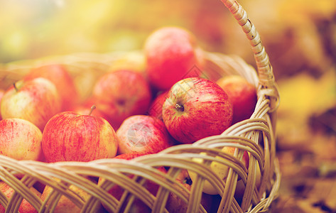 农业,园艺,收获人们的秋天的花园里用成熟的红苹果把柳条篮子关来秋天花园里成熟的红苹果柳条篮子图片