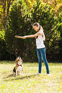 趣的女孩公园里扔棍子给活跃的比格犬女孩院子里只狗玩图片