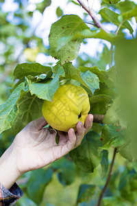 果园里着个新采摘的绿色苹果图片