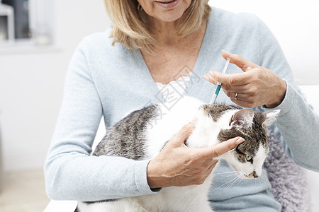 妇女应用蜱跳蚤治疗宠物猫图片