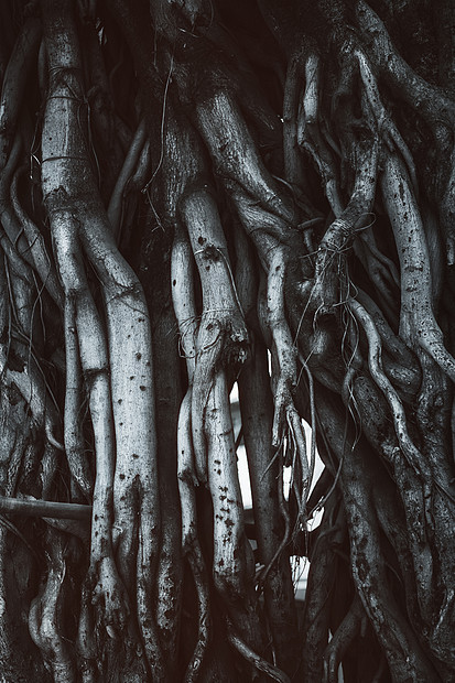 红树林根系的自然背景图片