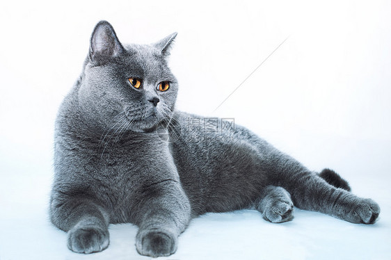 美丽的灰色英国猫特写图片