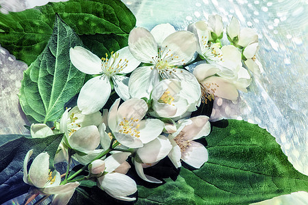 背景与白色茉莉花灌木观上背景图片