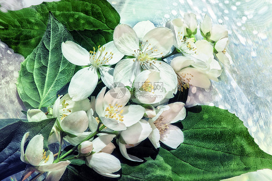 背景与白色茉莉花灌木观上图片