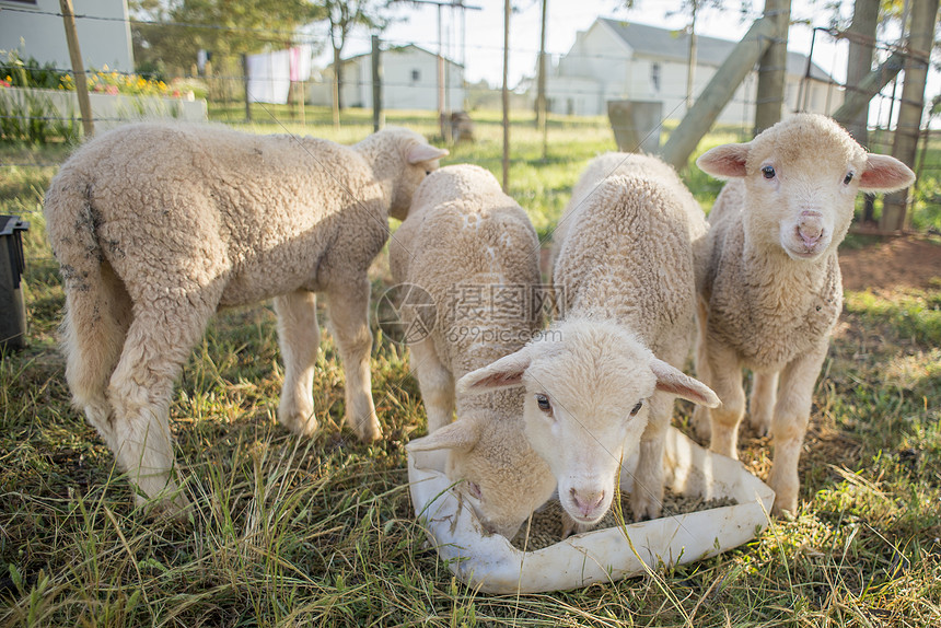 四只小羊羔站个塑料容器旁边,它们些托盘上喂食图片