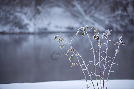 冰冻的草靠近河岸冬天雾蒙蒙的雪天气雪霜下的草图片