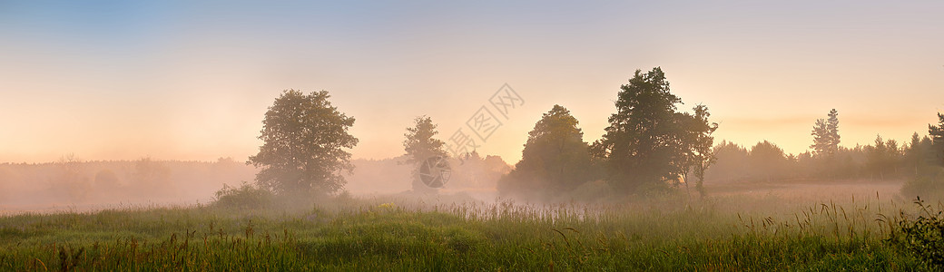 夏天朦胧的黎明沼泽上早上雾的沼泽朦胧的早晨全景图片