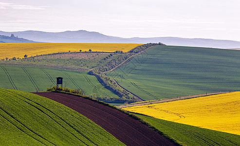 南莫拉维亚山丘上的春天农田捷克绿色春天田野农村农业场景图片
